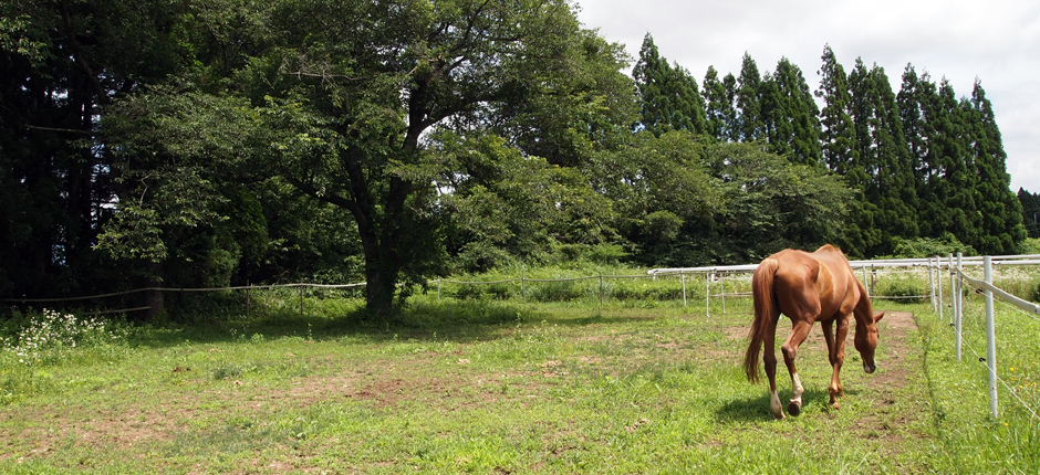 あきた乗馬クラブのホームページです。